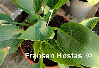 Hosta Kingfisher